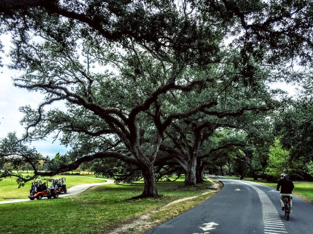 new_orleans_trees.jpg